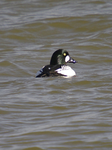 Goldeneye