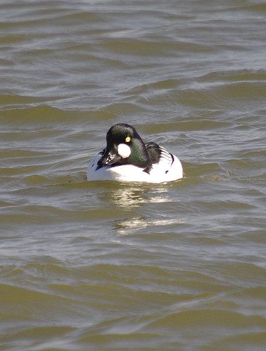 Goldeneye