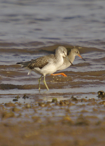 Redshank/Greenshank