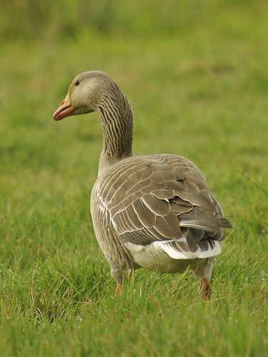 Greylag  goose