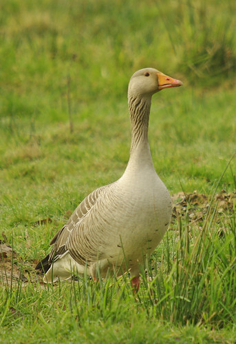 Greylag goose