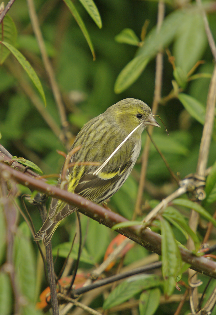 Siskin carrying