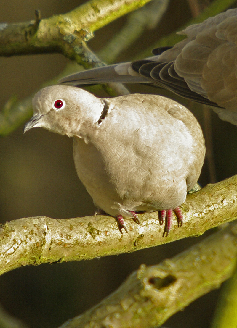 Collared Dove