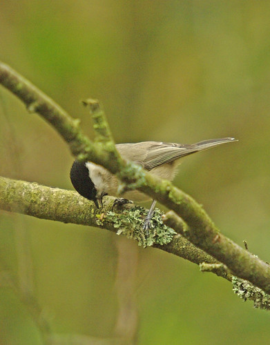 Marsh Tit Dunsford