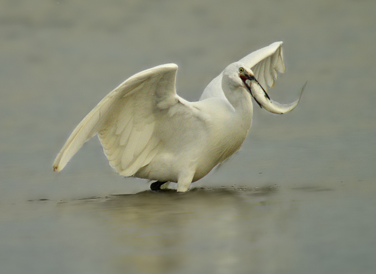 Little Egret with Mullet