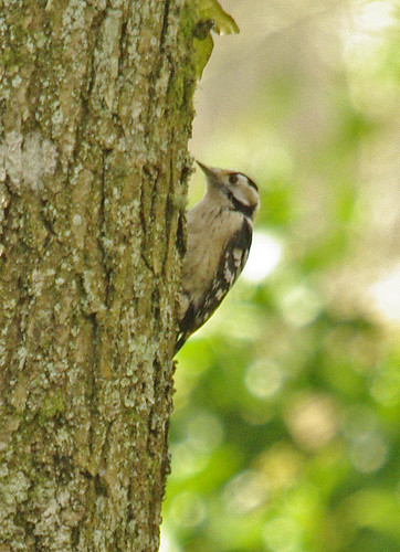 Lesser Spotted female