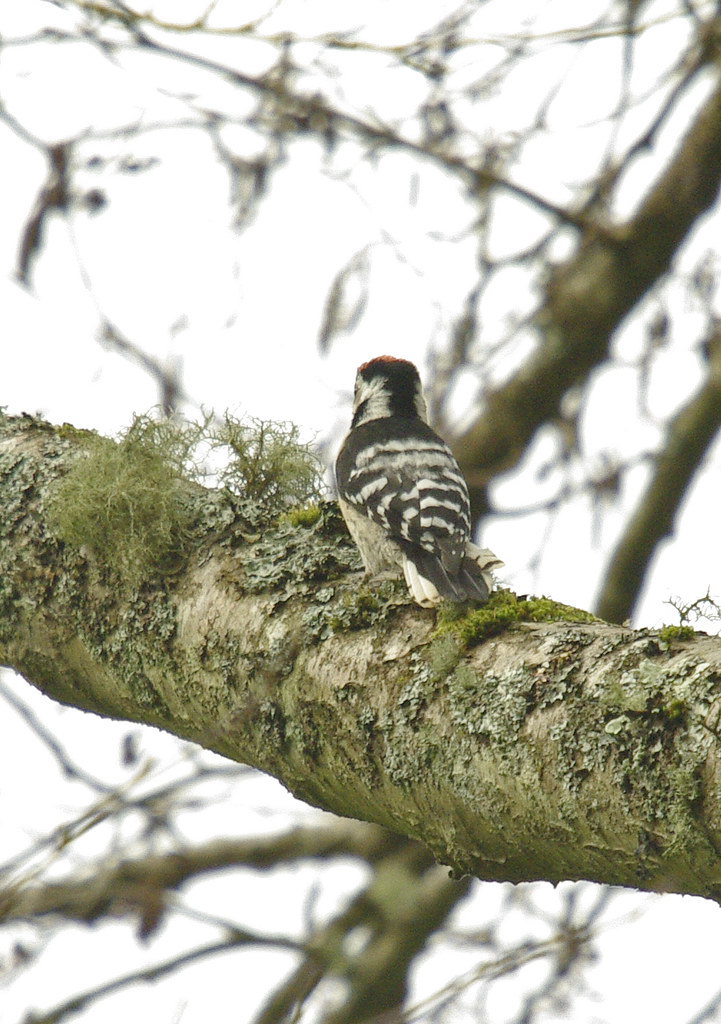 Lesser Spotted Woodpecker male