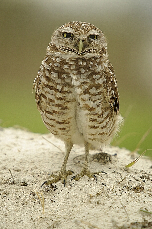 Burrowing Owl 