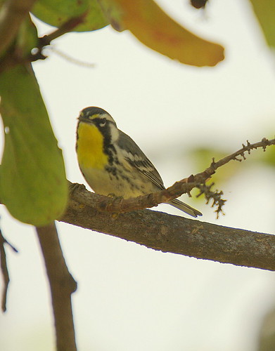 Yellow Throated Warbler