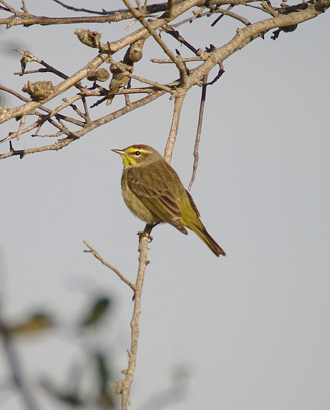 Palm Warbler