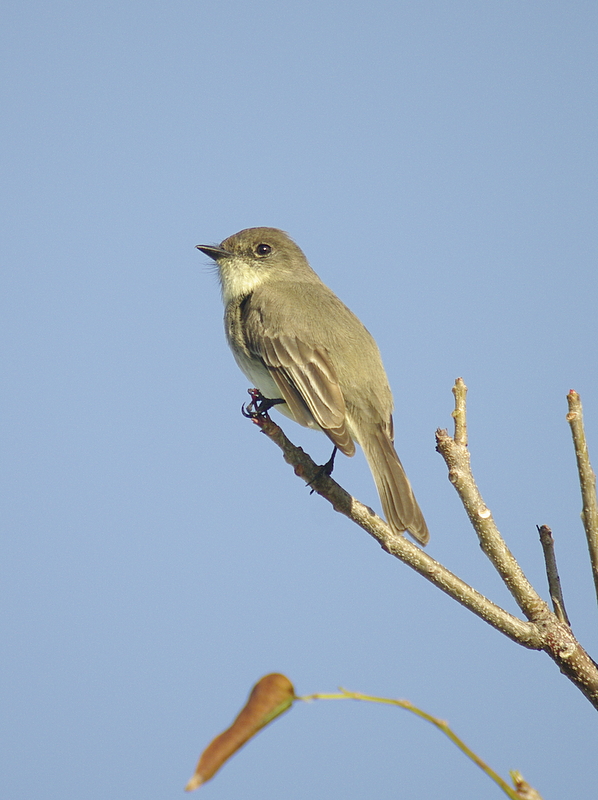 Empidonax sp. Flycatcher