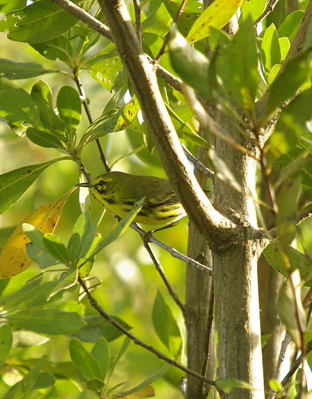Prairie Warbler