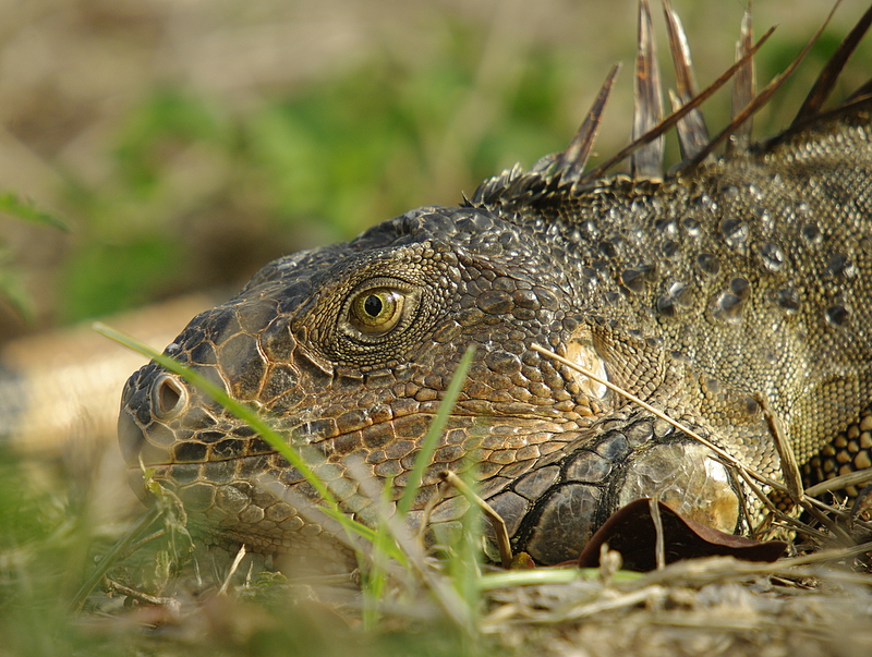 Iguana