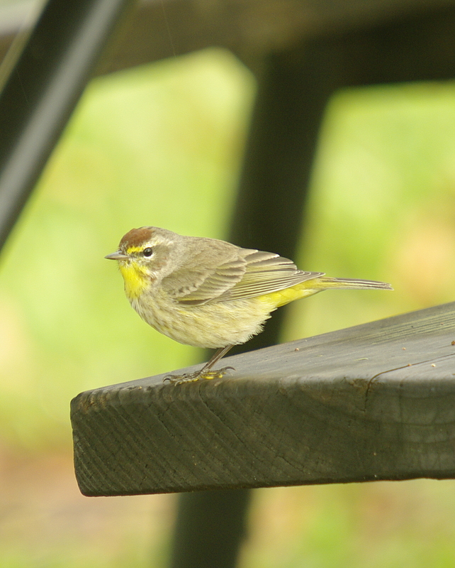 Palm Warbler