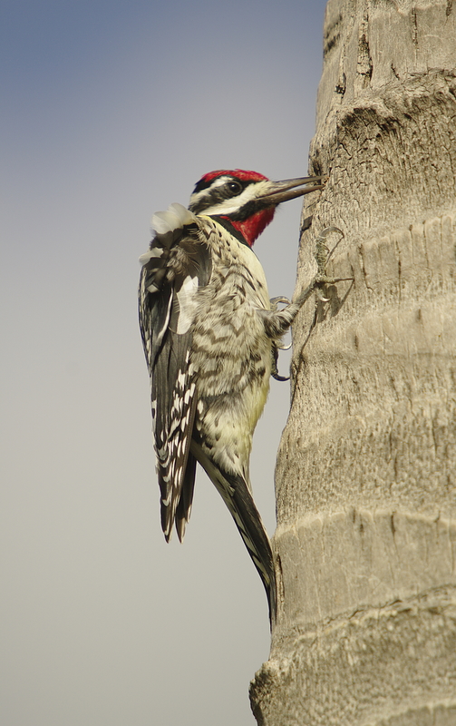Yellow Bellied Sapsucker