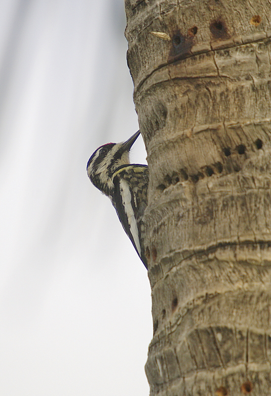 Yellow Bellied Sapsucker female