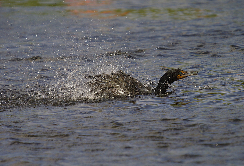 Double Crested Cormorant