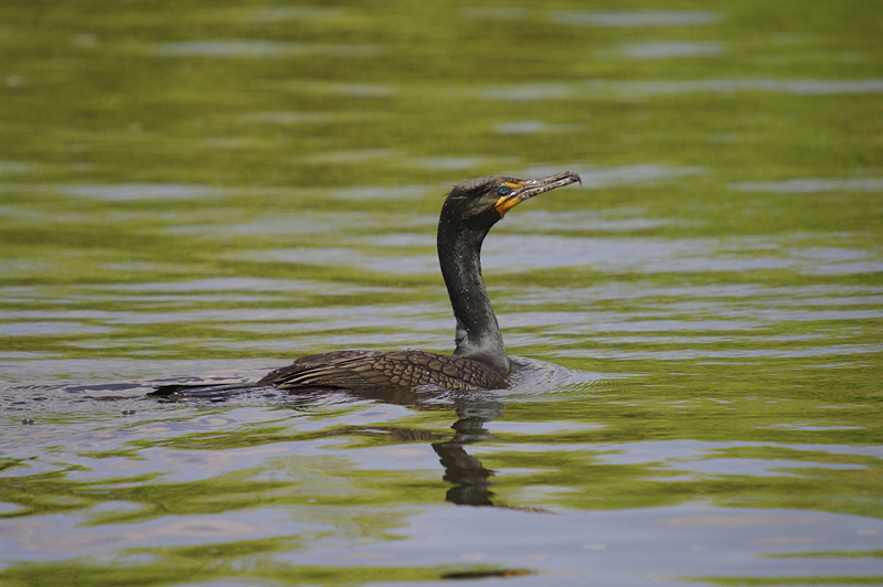 Double Crested Cormorant