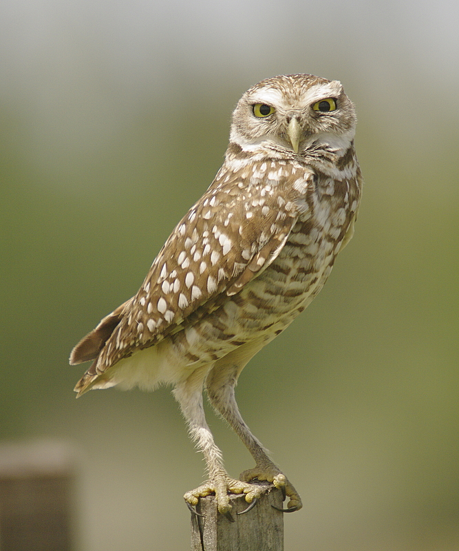 Burrowing Owl