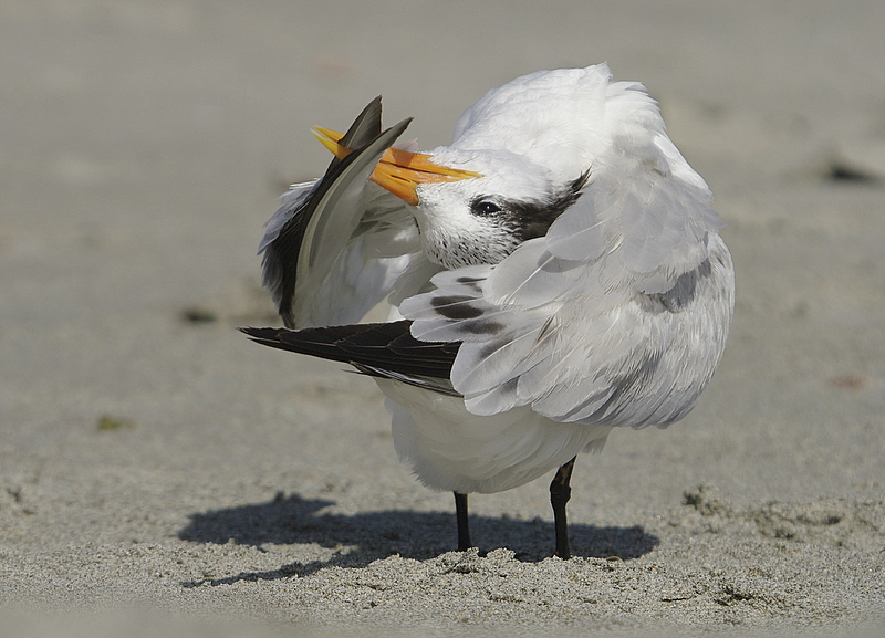 Royal Tern
