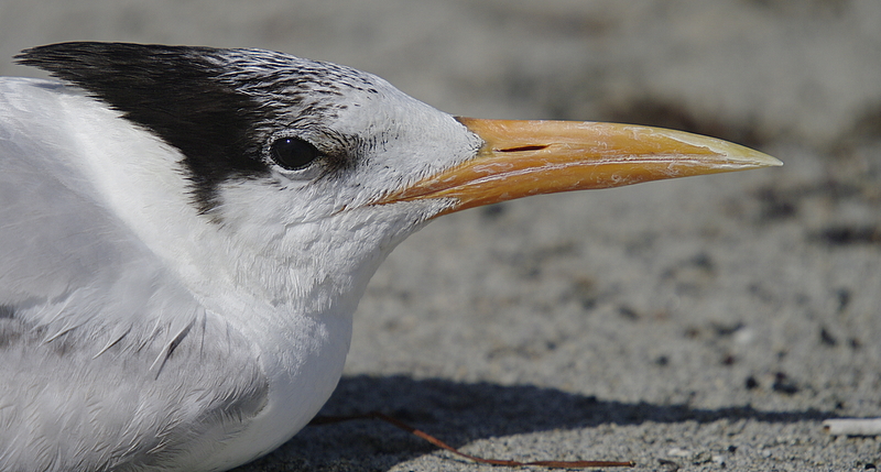Royal Tern