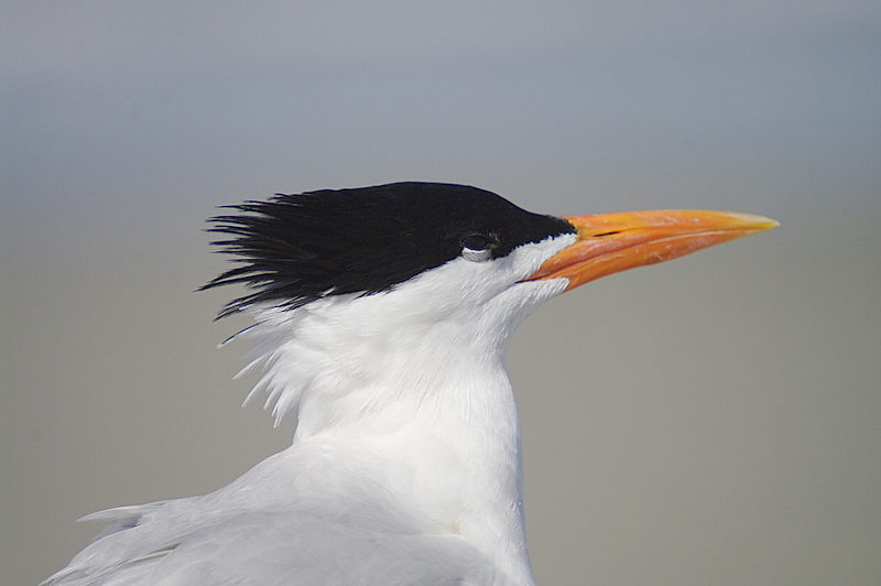 Royal Tern
