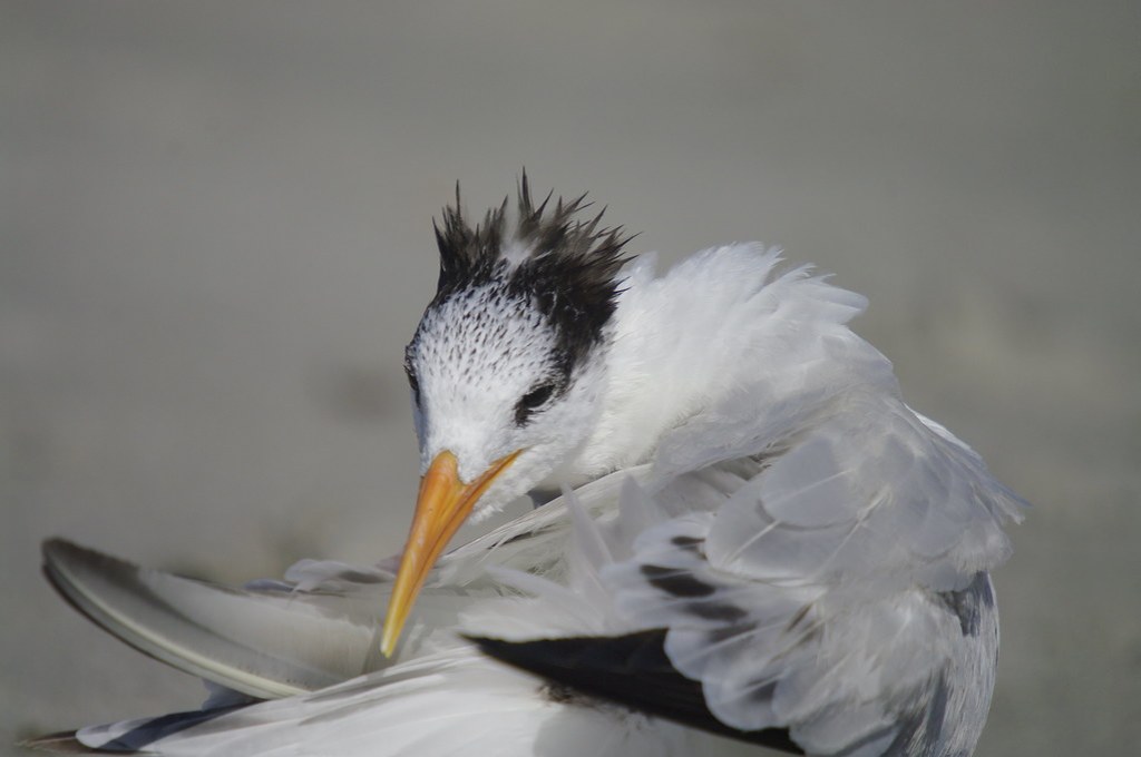 Royal Tern