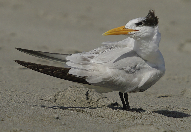 Royal Tern