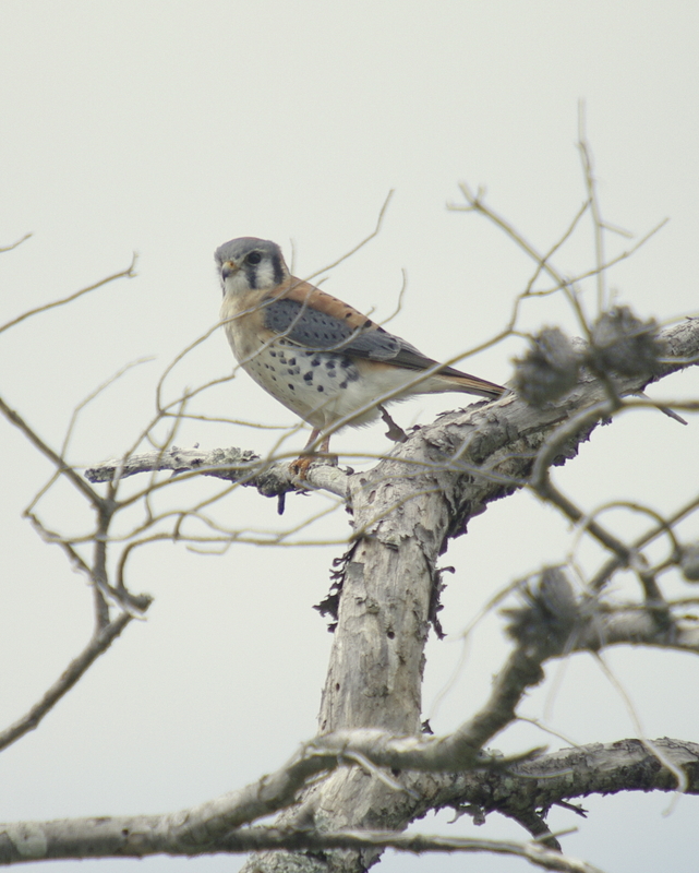 American  Kestrel