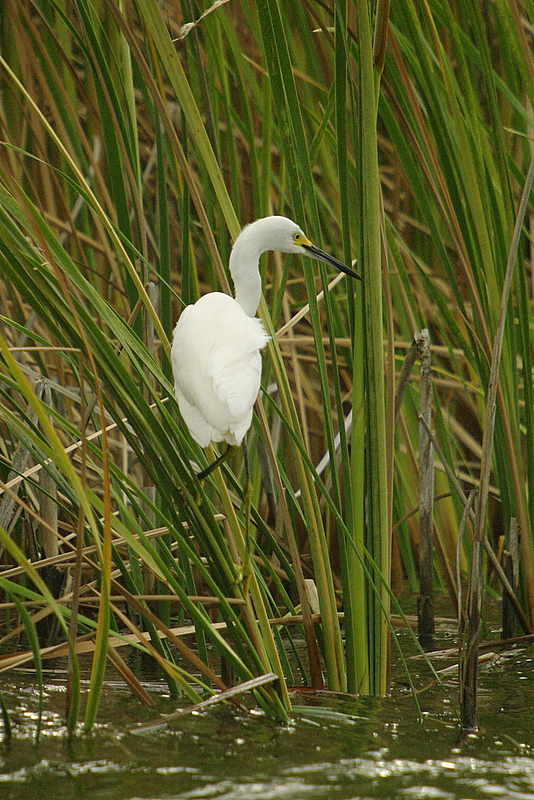 Snowy Egret