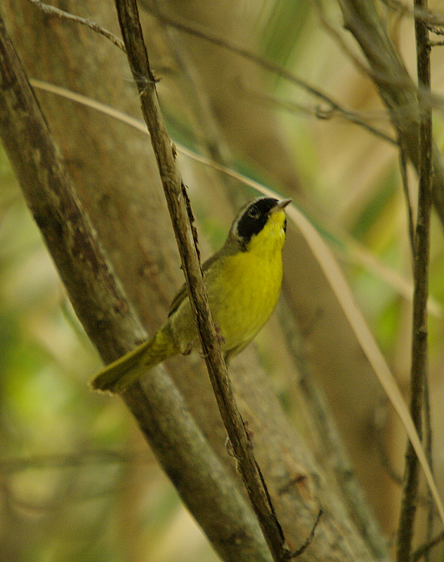 Common Yellow Throat -