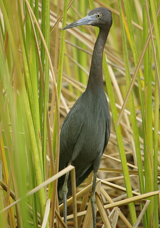Little Blue Heron
