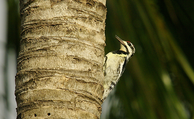Yellow Bellied Sapsucker female