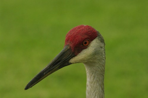 Sandhill Crane Head