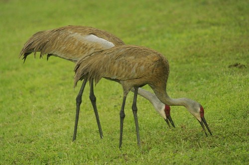 Two Sandhills