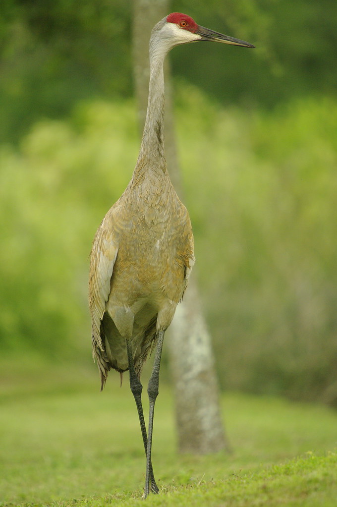 Sandhill Elegant Crane Sandhill Elegant Crane