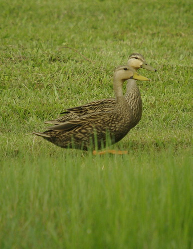 Mottled Duck