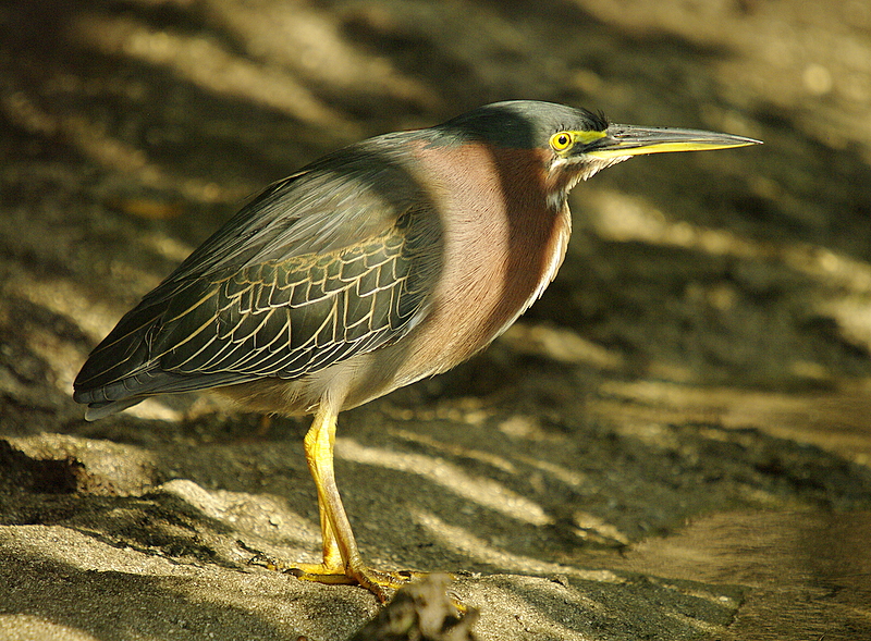 Gren Heron