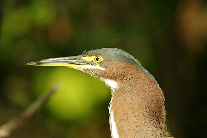 Green Heron Head