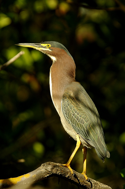 Green Heron