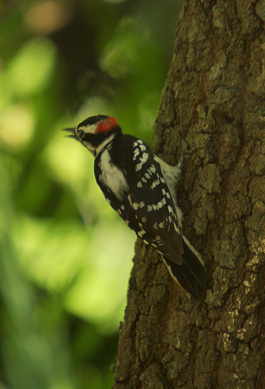 Downy Woodpecker