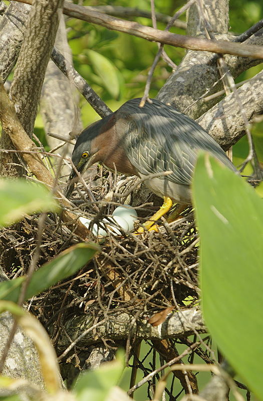 Green Heron comes to the nest