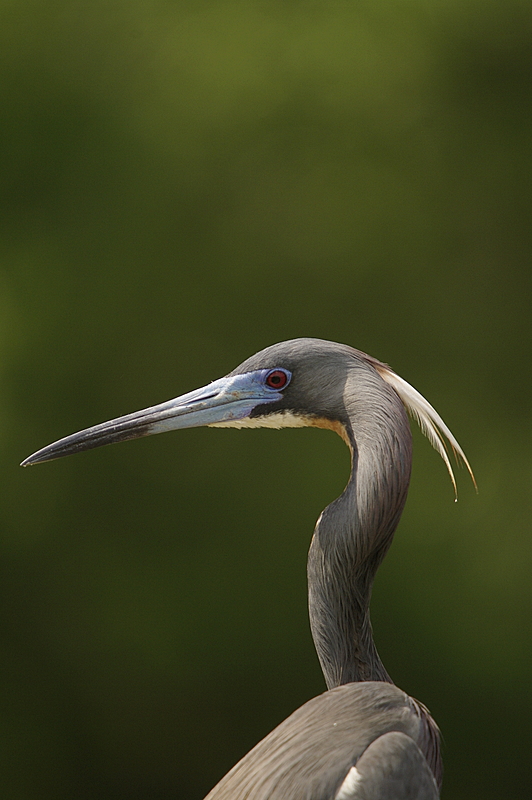 Louisiana Heron