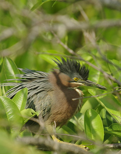 Green Heron male