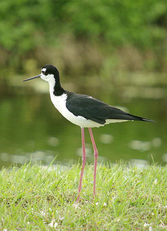 Black- Necked Stilt