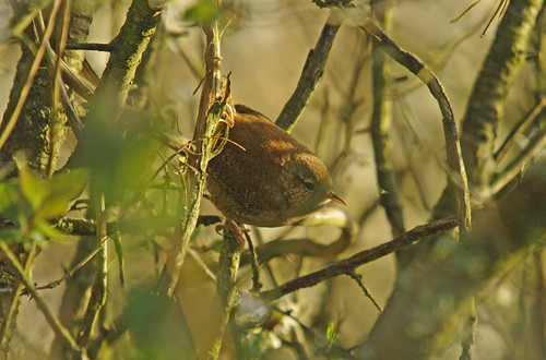 Wren