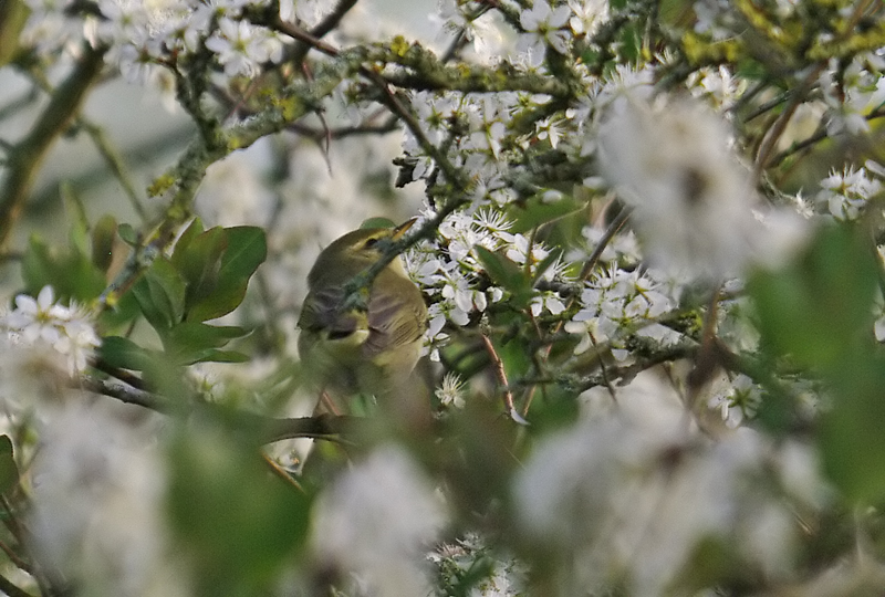 Willow Warbler