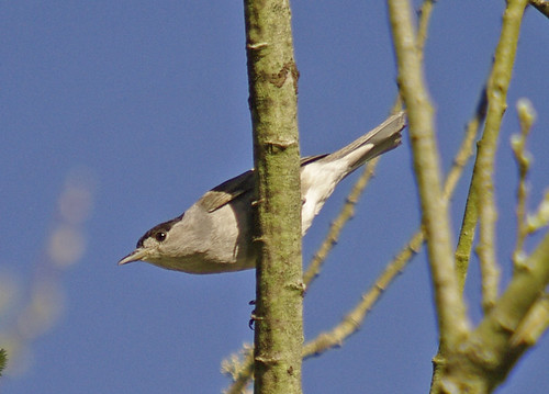 Blackcap