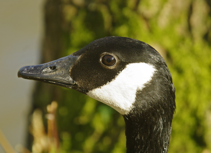 Canada Goose