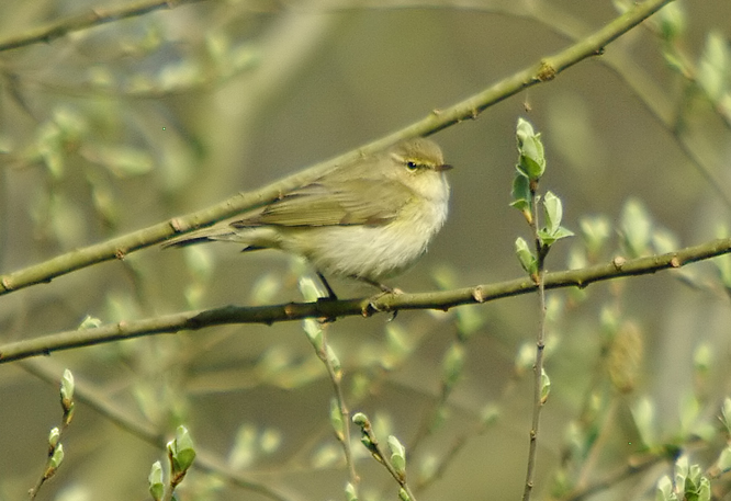 Chiffchaff
